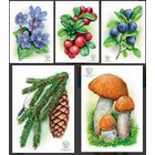 Флора лесов Беларуси. Открытки, 2025