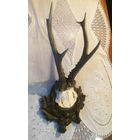 Рога настенные косуля