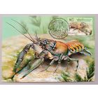 Рак американский полосатый. Инвазивные виды фауны. Картмаксимум, 2023, глянец. Беларусь