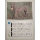 Карманный календарик. Собака.1993 год