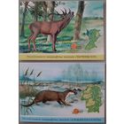 Фауна заказников. Открытки, глянец