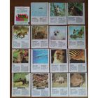 Вкладыши от жвачки Cin Cin Звери Животные Цена за лот 31шт + обертка