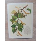 Куртенко,1980 чистая