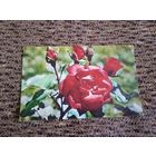 Красная роза. Чистая. 1973 г фото Матанова.