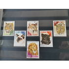 Куба 1977г. Кошачьи в зоопарке Гаваны *