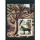 ОАЭ Шарджа. Лошади. Блок