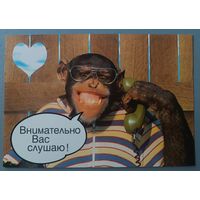 Обезьяна. Открытка, глянец. Польша