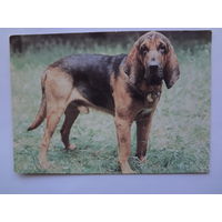 Календарик 1993 г.  Бладхаунд. (97).