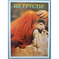 Обезьяна. Открытка