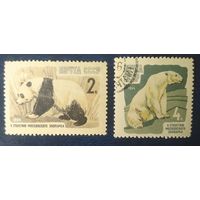 СССР 1964 медведи, зоопарк 2 из 7, следы от наклеек.