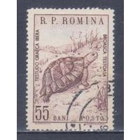 [2400] Румыния 1960. Фауна.Черепаха. Гашеная марка.