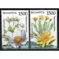 Чернокорень  . Кураслеп лесной (786-787)