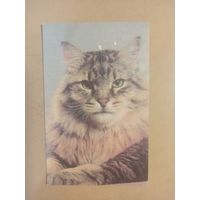 Календарь 1990 кошки/7