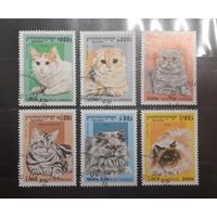 Камбоджа. 1997 год. Фауна. Кошки (737)