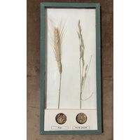 Коллекция культурных растений и их спутников сорняков. Школьное пособие.