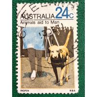 Австралия 1971. Собака-повадырь