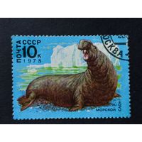 1978 СССР. Арктическая Фауна. Морской слон