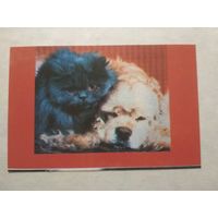 Карманный календарик. Котик.1993 год