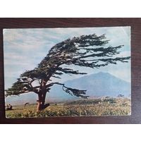 На Курильских островах. Чистая. 1954г.