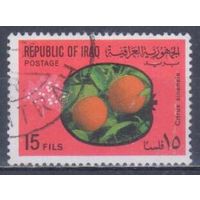 [1144] Ирак 1970. Флора.Фрукты.Плоды.Апельсины. Гашеная марка.