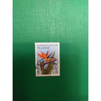 Алжир флора цветы (4-2)