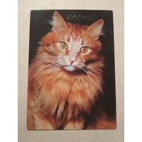 Карманный календарик. Котик. 1991 год