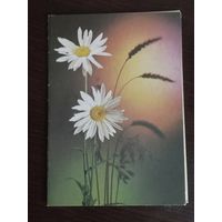 Поздравляю. Чистая. Двойная.1978г.