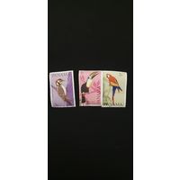 Панама птицы 3шт