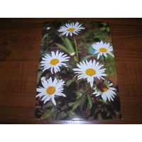 Цветы Ромашки Болгария чистая