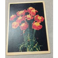 Цветы: бархатцы. Фото Е.Игнатович. Чистая, 1957, издательство "Правда"