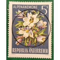Австрия 1966. Флора. Альпийский прострел