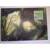 Сг тыква лихтенштейн