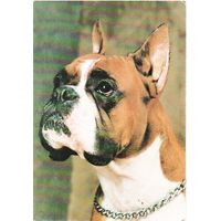 Календарик Боксер- чемпион Беларуси 1998