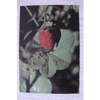 Календарик, 1992, Земляничка.