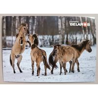 Серия "Планета Беларусь". Тарпановидные лошади. Фауна. Открытка, глянец
