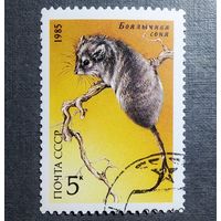 Марка СССР 1985 год Животные Красной книги