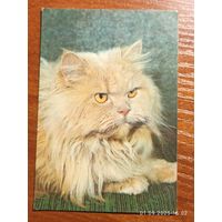 Календарик 1993 Кошка