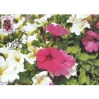 Картмаксимум "Петуния"