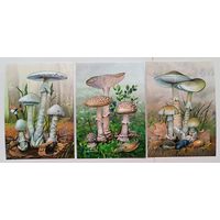 Ядовитые грибы. Открытки, глянец