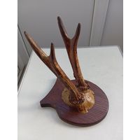 Рога косули, длина 170 мм