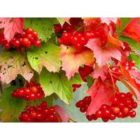 Калина Красная Трехлопастная Саженец ЗКС 2 года, (морозостойкая, медонос, живая изгородь)