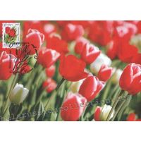 Картмаксимум "тюльпаны"