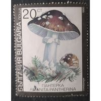 Камбоджа 1990 грибы 1 из 6.