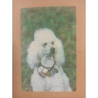 Календарь 1990 большой белый пудель