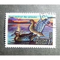Марка Россия 1992 год Утки