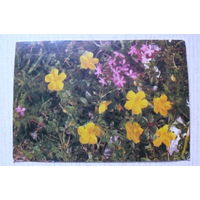 Цветы; подписана, Австрия, п/п ~1982, марка 1973.