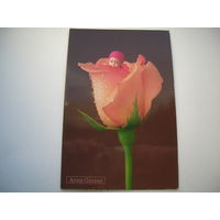 Дети Роза Фото Анна Геддес АртДизайн 2006 год Двойная подписана