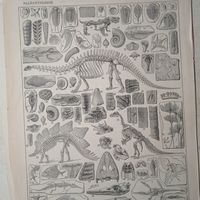 PALEONTOLOGIE.     Энциклопедическая гравюра.  кон.19в. 31х24см.  Франция .