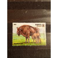 2024 Беларусь фауна зубры (5-8)