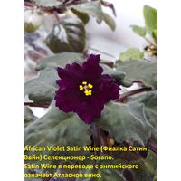 Фиалка - листок ---African Violet Satin Wine (Фиалка Сатин Вайн)